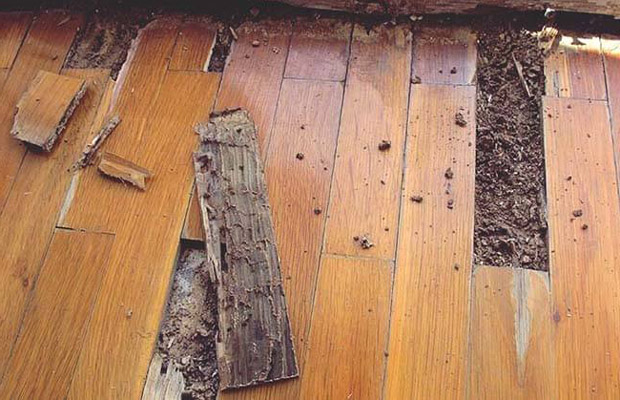 sàn gỗ bị mối mọt